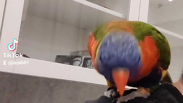 loribird dancing