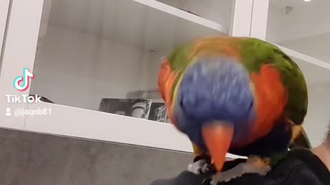 loribird dancing