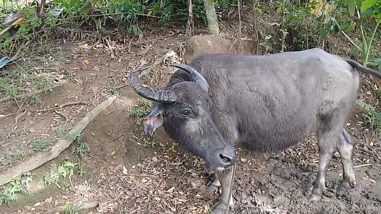 Carabao/buffalo ready for market #carabao