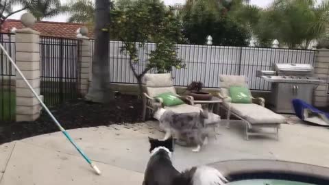 Amazing dogs