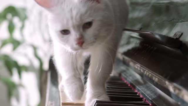 Cat lying on the piano