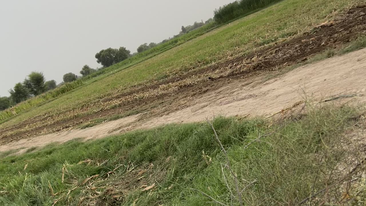 Machinery for crop