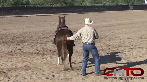 horse training