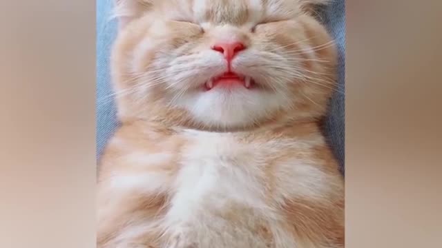 OMG So Cute ♥ Best Funny Cat Videos