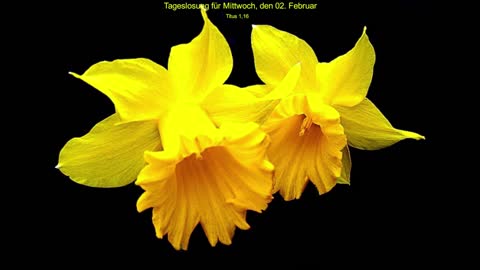 Tageslosung für Mittwoch, den 02. Februar