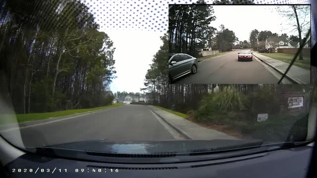 Duck Makes Impatient Driver Wait