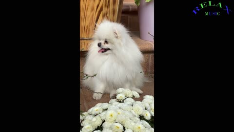 ADORABLE WHITE DOG