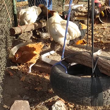 Memories from autumn, free-range chickens.