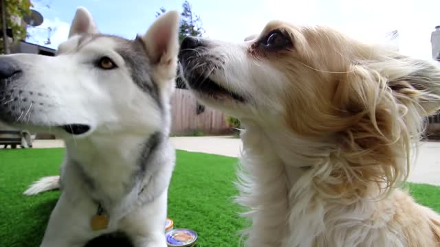 Why dogs are jealous when eating together [try those foods for your dogs]