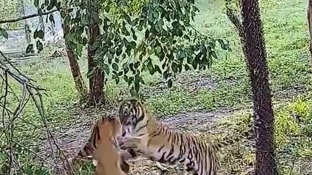 What are the two tigers fighting about?