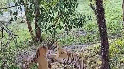 What are the two tigers fighting about?