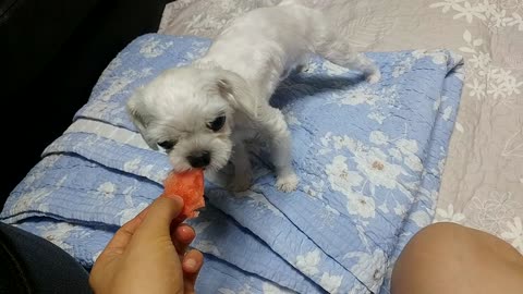 Maltese(dog) is eating watermelon.