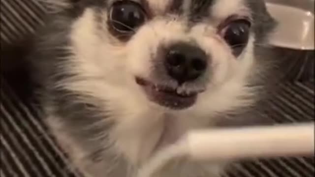 Funny dog, dog tik tok, noty dog