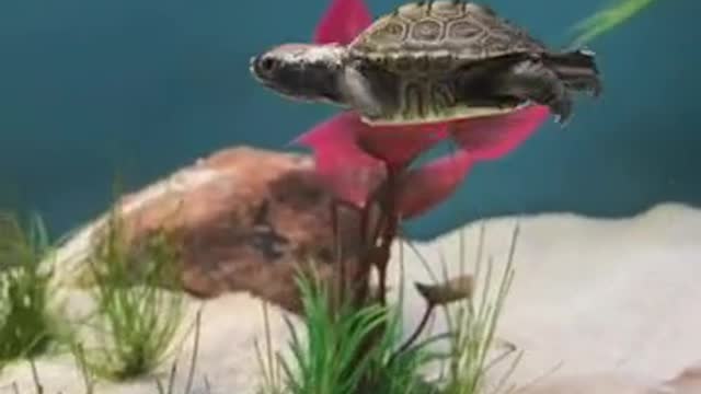 Cute baby Turtle swimming