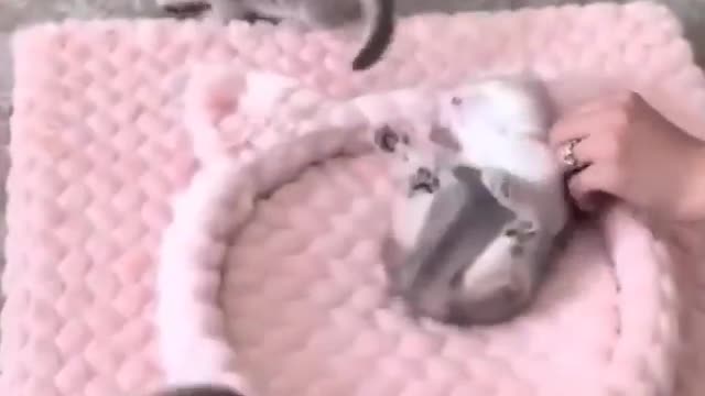 Cats So Fun