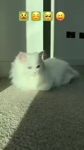 Funniest Animals - Best Of The 2021 Funny Animal Videos #2 Super Funny Dog Videos