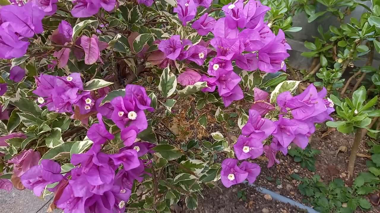 [三角梅] 簕杜鵑 Bougainvillea, mhp926, Dec 2020