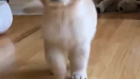 Cute dog