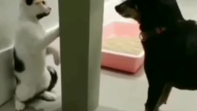 Cute dog and cat fight