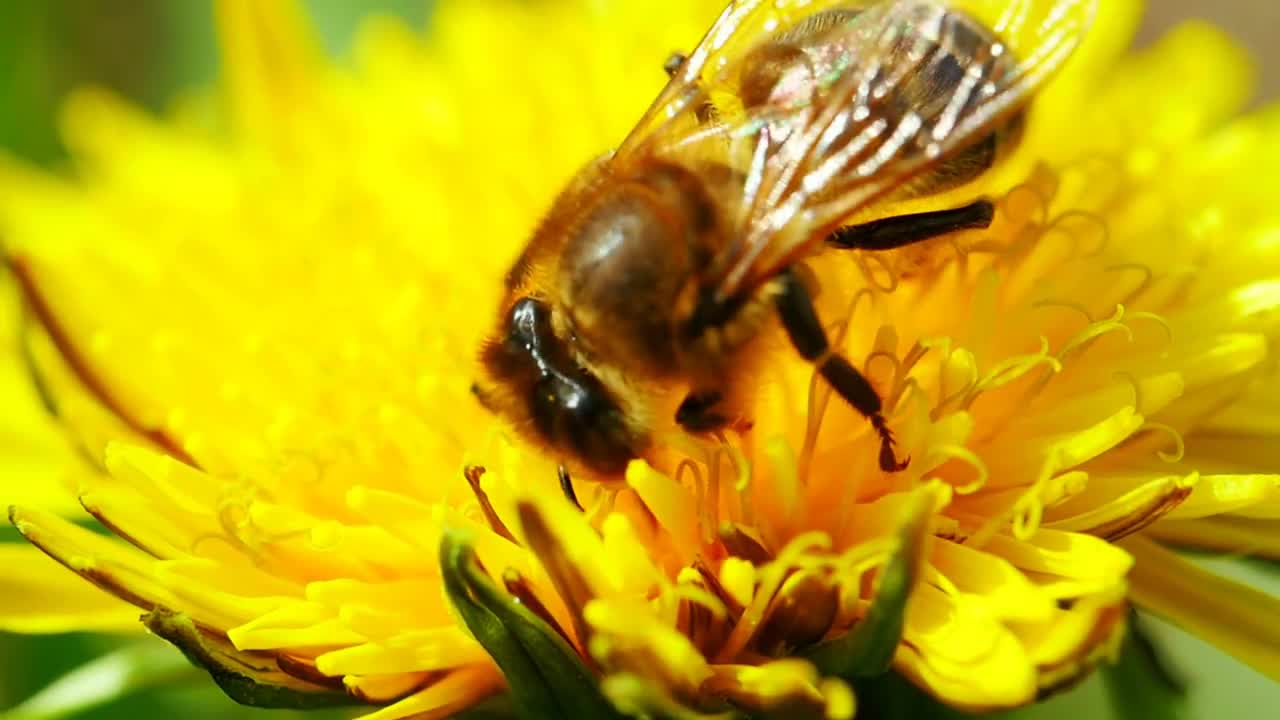 Bee on dandelion. Close-up. Macro