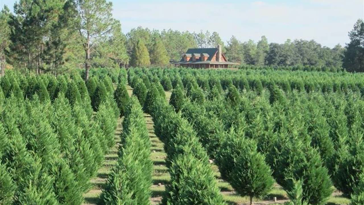 Royal Decree: (All farmland to grow Hemp Trees)