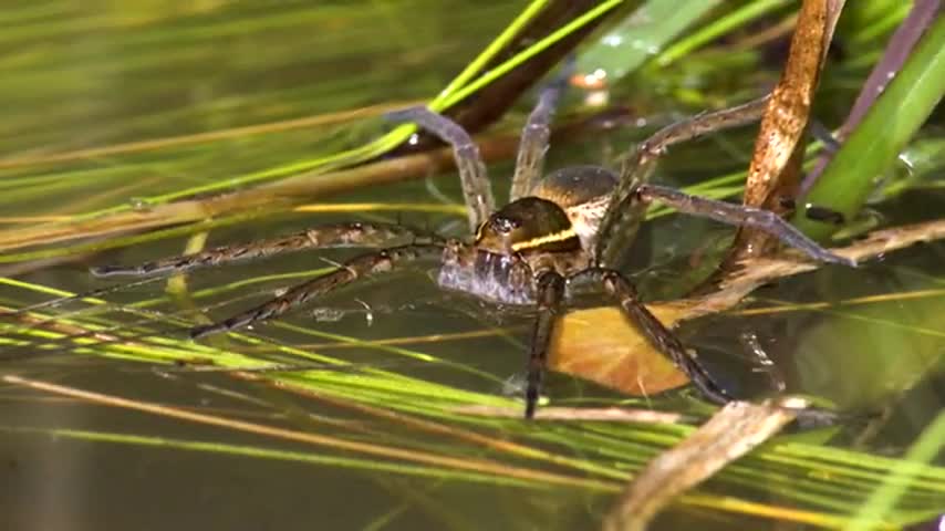 5 animals that can walk on water