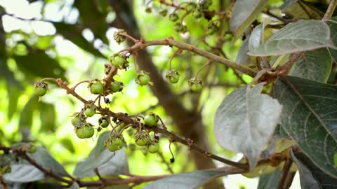 Flies Got Around Some Olives On Tree