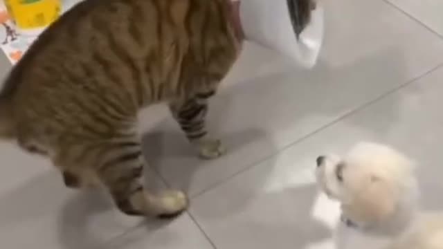 OMG So Cute ♡ Best Funny Cats and Dogs Compilation 2.0