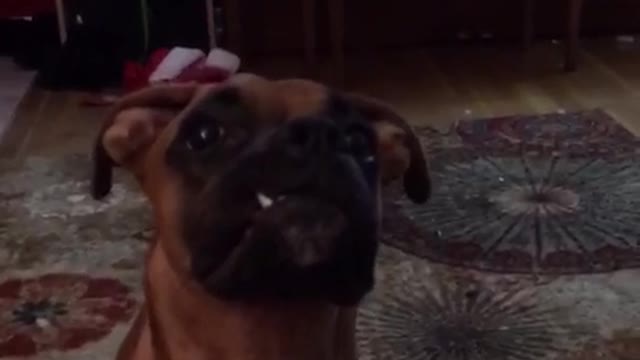 Brown dog waiting for toy each time owner says ready