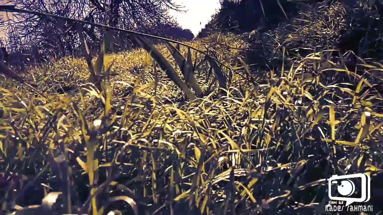 Orange field