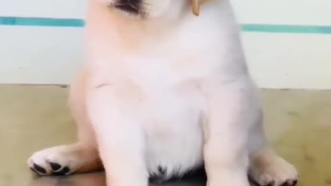 When you ask your puppy why you are so cute