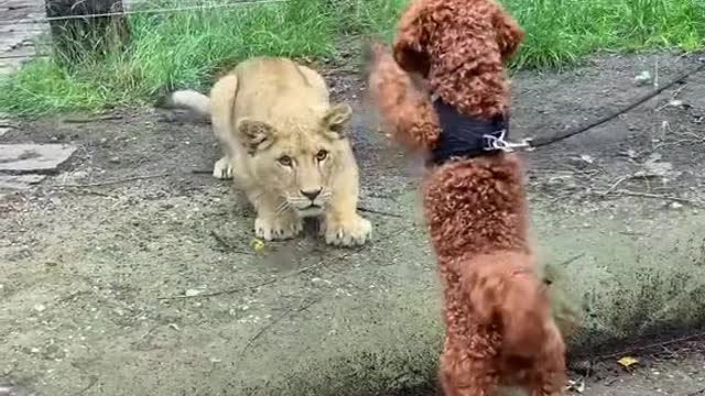 Funny Animal Videos that Make Me Burstnto Tears Laughing (CUTE) #shorts