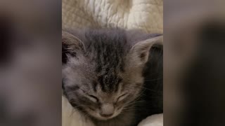 Dozing Kitty