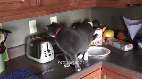 Funniest Animals 2023 🤣😂 New Funny Cats and Dogs Videos 😹🐶 Part 9