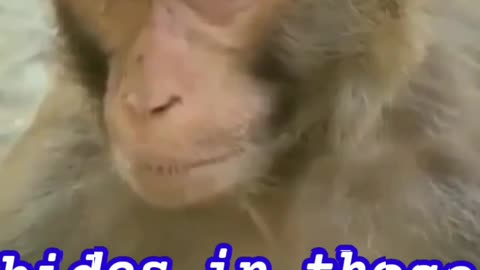 strange monkey