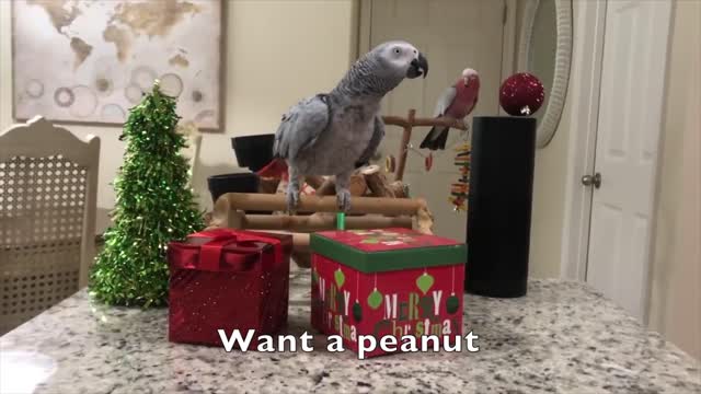 Smartest most conversational parrot ever.