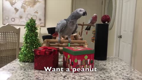 Smartest most conversational parrot ever.