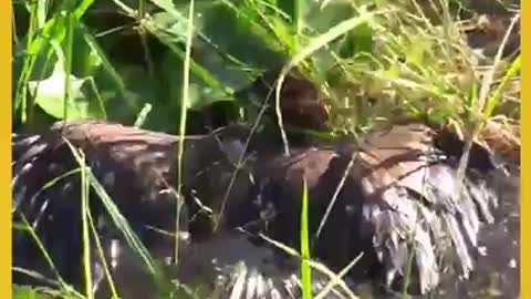 Helping a beautiful bird