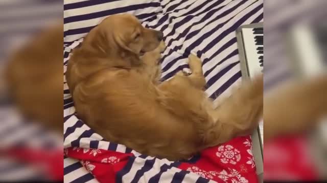 Best Talent Cute and Funny Animals Videos Compilation