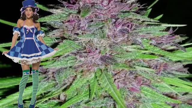 ErdPurt – Ace Seeds