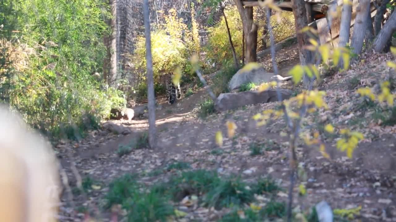 a leopard at the zoo