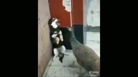 Funniest animals-cute cat's and dog funny videos compilation||