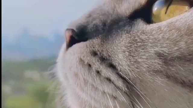 Cat Emotion looking Cute Video