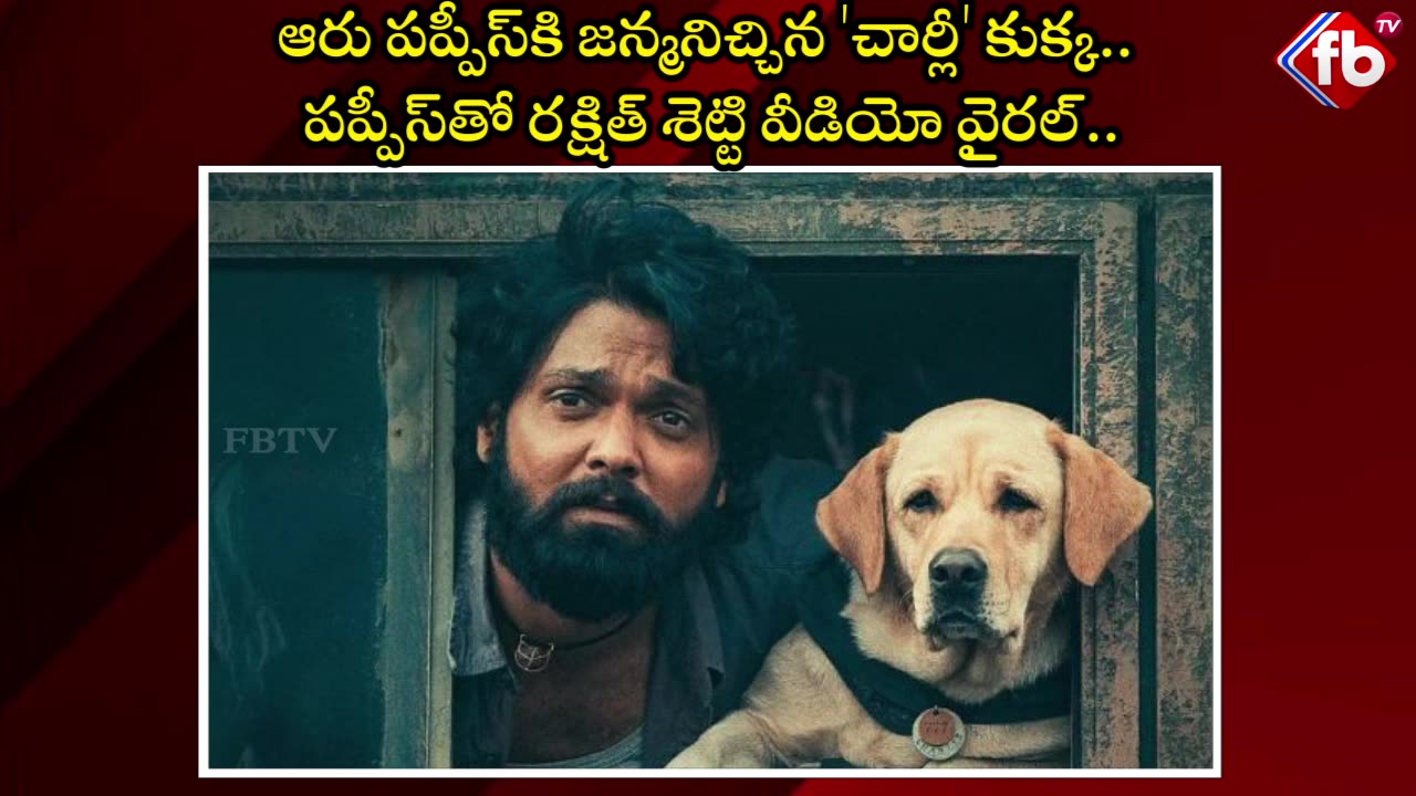 ఆరు పప్పీస్కి జన్మనిచ్చిన 'చార్లీ' కుక్క.. పప్పీస్తో రక్షిత్ శెట్టి వీడియో వైరల్..| FBTV NEWS