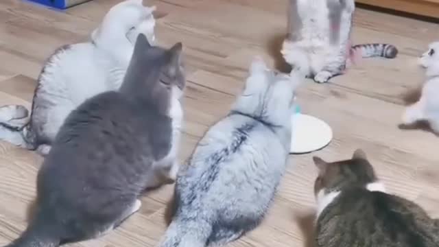 funny cat video