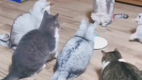 funny cat video