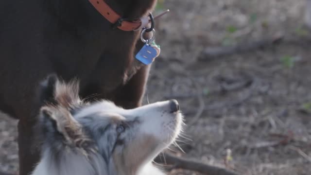 Dog training dog entertainment