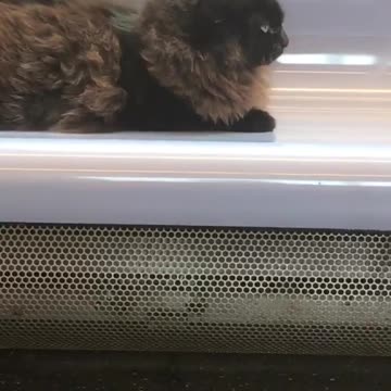 Black cat sitting on subway