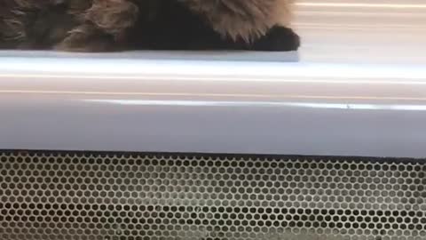 Black cat sitting on subway