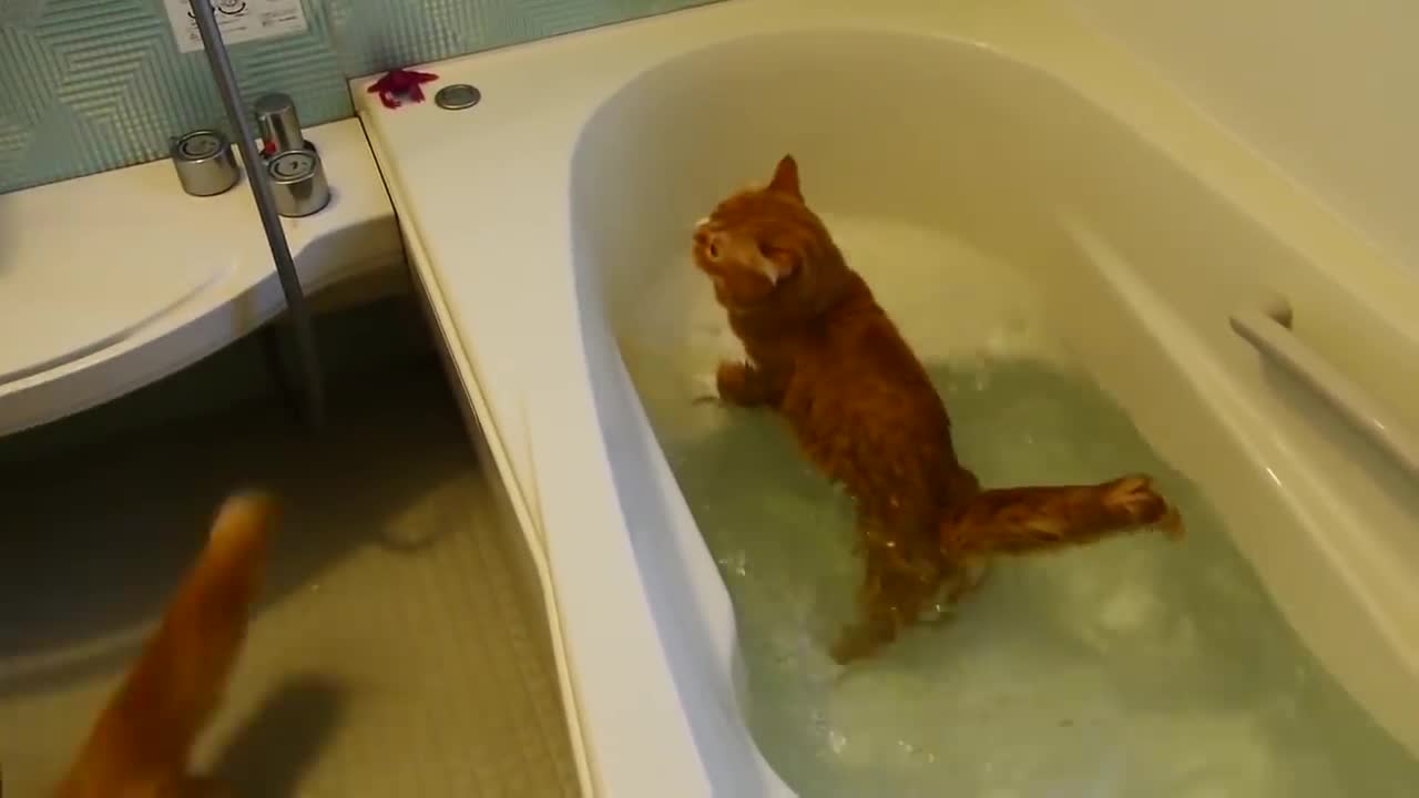 Epic Cats Falling in Water